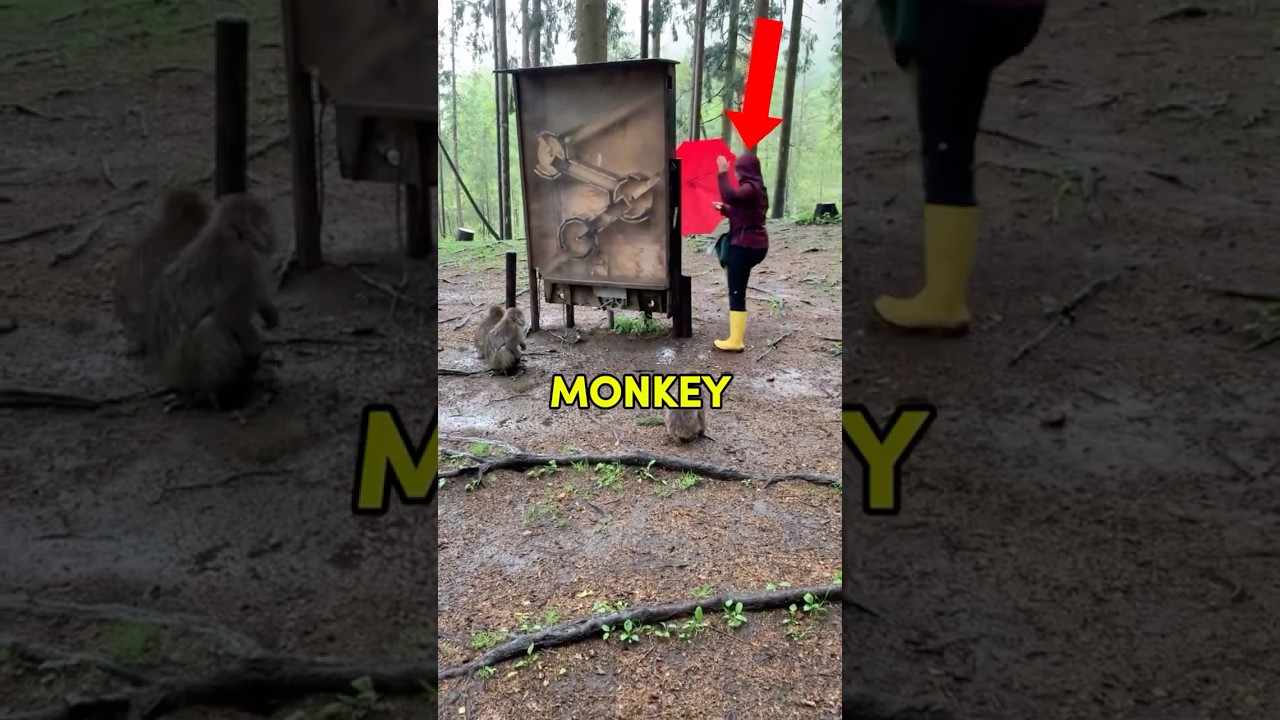 Посмотрите, как эта умная обезьянка достаёт яблоко! 🐒🍎