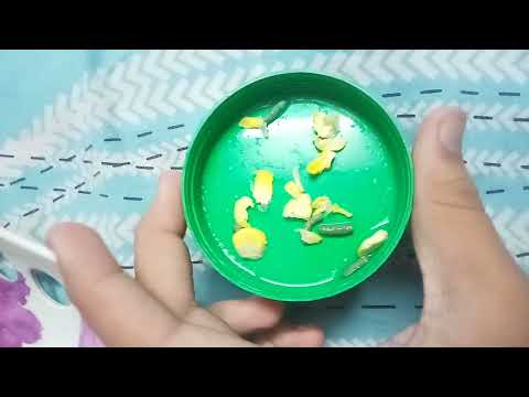 HOW TO GIVE YOUR TURTLE SWEET CORN 🌽 /TURTLECARECHANNEL