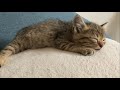 クッションの上で安心して眠るまだ保護されたばかりの頃の子猫