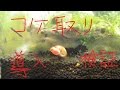 苔取り用ラムズホーン導入＆検証　ＮＯＯＢ水槽5