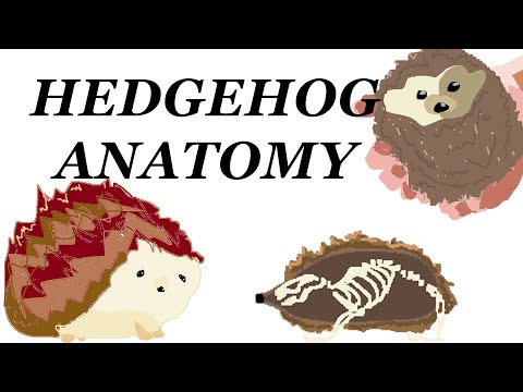 Anatomy of a Hedgehog