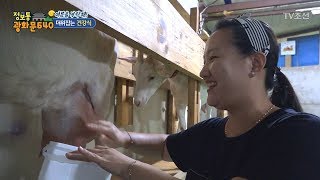 여름철 이색 보양식! 산양유와 염소고기! [정보통 광화문 640] 28회 20170809