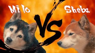 Shiba Inu Dog Trick Battle || The Shiblings