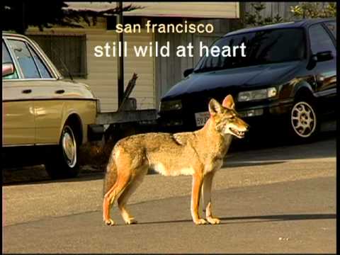 video:San Francisco—Still Wild At Heart