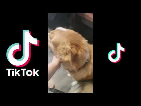 Compilation Tiktok - Charly, Blacky and Buddy Friends Dogs -