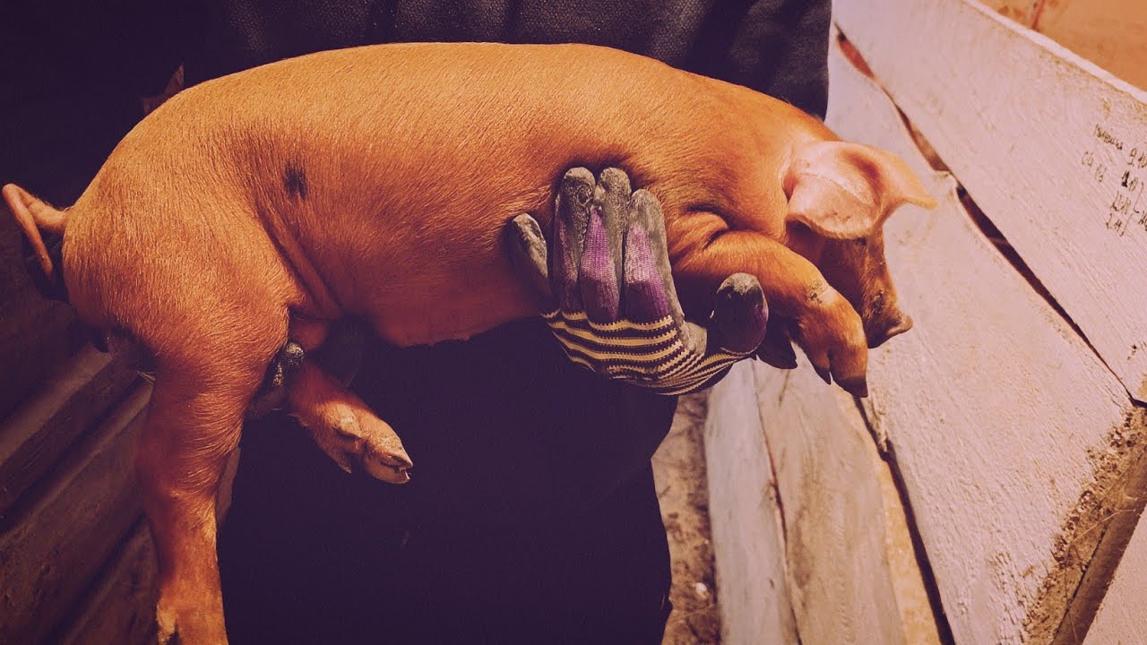 Вес поросят в месяц. - YouTube