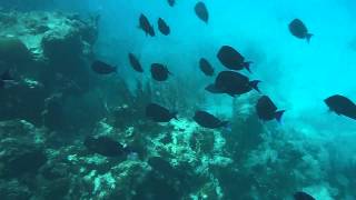 Snorkeling Lobos Reef in the Icacos Islands