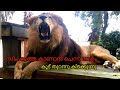 ZOO -വിൽ സിംഹക്കൂട് തുറന്നു കിടന്നപ്പോൾ | Lion | Trivandrum Zoo | Solitary Traveller