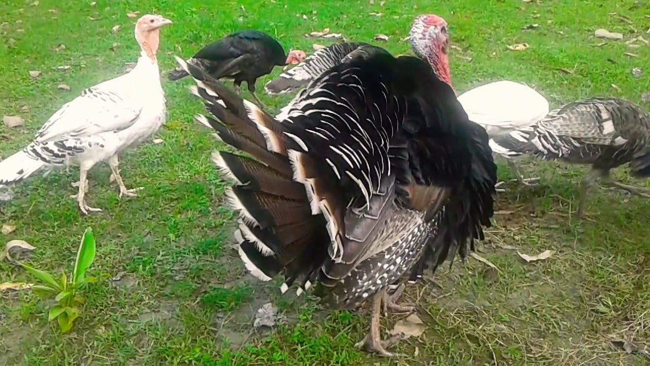 The sweet sound of a turkey bird's neck weighing 20kg.