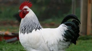Light Sussex Chickens | Attractive Dual Purpose Foragers