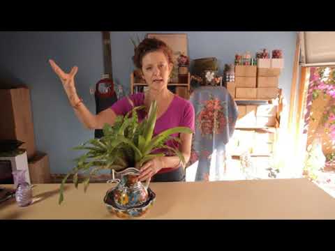 ვიდეო: ინფორმაცია ბრომელიადის მცენარეების მორწყვის შესახებ
