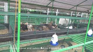 Brooder - grower house design
