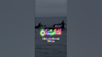سورة الاخلاص #اكسبلور #duet #لايك