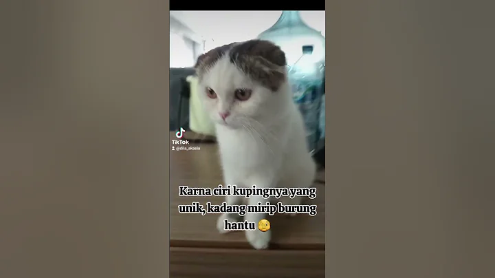 Video 8930651: scottish fold munchkin, kucing scottish fold, cat kucing