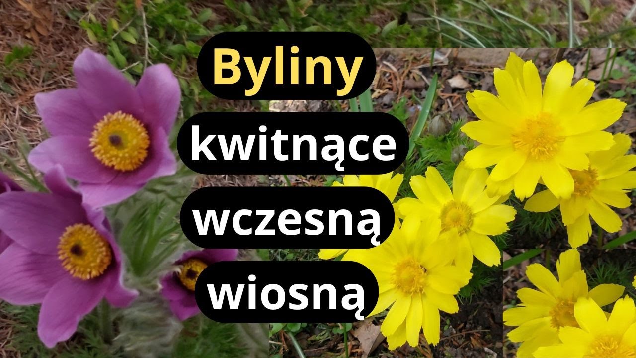 10 najlepszych wieloletnich roślin na wiosenne rabaty, byliny najwcześniej kwitnące w ogrodzie