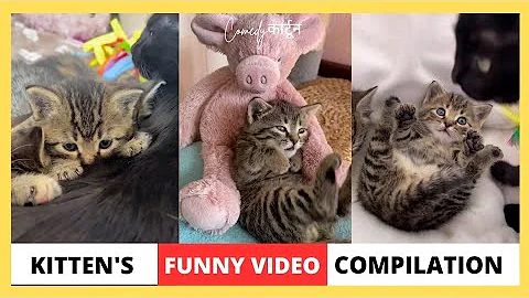 Watch the video about Cute Kitten's 🐈‍⬛️ Funny 😅 video Compilation | Funny Cats Compilation | #yt #cat #funnyanimal #cats
