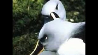 Albatross - The Shadows