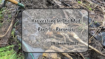 Muddy Harvesting - part 1 Parsnips