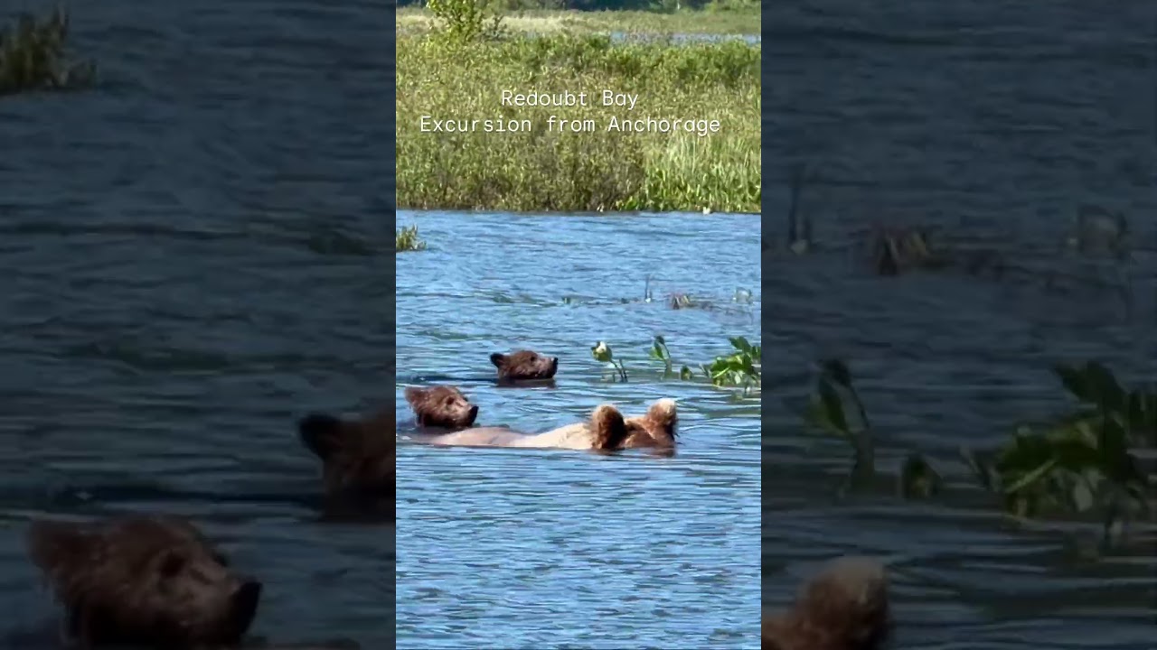 Unbelievable Anchorage Excursion: Mama Bear Leads Her Cubs on a Swim Across Redoubt Bay! 🐻