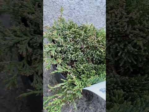 Можжевельник Айс Блю