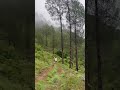 03/01/2026 Uttarakhand in monsoon || rainy weather #clouds #nature #beauty #uttarakhand #ytshorts
