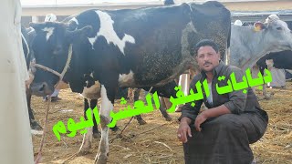 اسعار البقر العشر من داخل سوق دمنهور اليوم 10/3 يشهد ارتفاع في البقر العشر