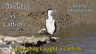 Pied Shags Are Pretected Bird In Nz,Briefly Introduc Them And Filmed The Entire Hunting Fish Process