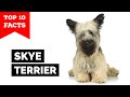 Skye Terrier - Top 10 Facts