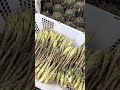 Satisfying Cactus Flower Harvesting at the Farm! 🌵🌸