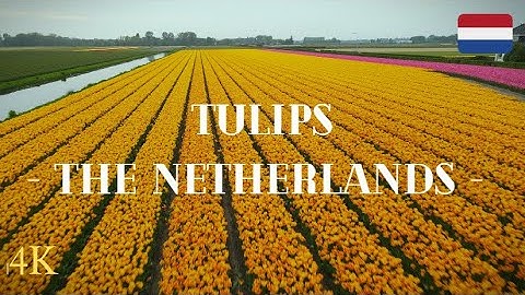 Tulip Field of The Netherlands | 4K | 60FPS
