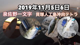 令和元年１１月５日６日　貝塚人工島&泉佐野一文字　釣行結果！