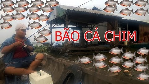 Câu Cá Chim Vàm Cái Sâu Sông Hậu Cần Thơ|Fishing Piranha Sông Hậu Cần Thơ Việt Nam.