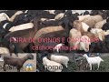 Feira De ovelhas De Cachoeirinha Pernambuco! 13-05-2021