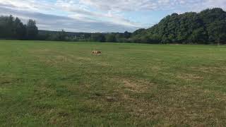 Fidget The Staffy Playing Fetch