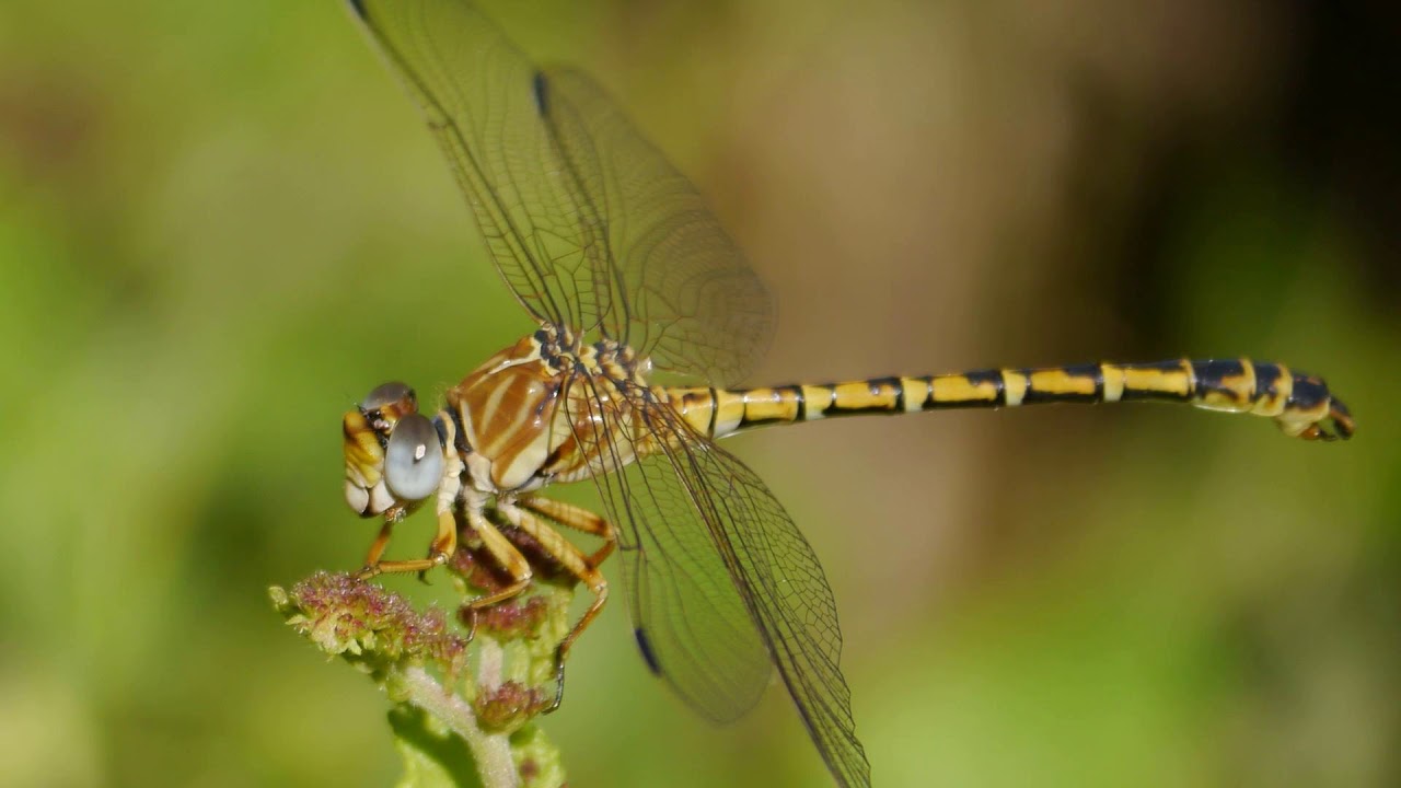 [Wikipedia] Notogomphus dendrohyrax