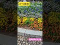 かつ散歩 立川で満開の花に癒やされる散歩👣