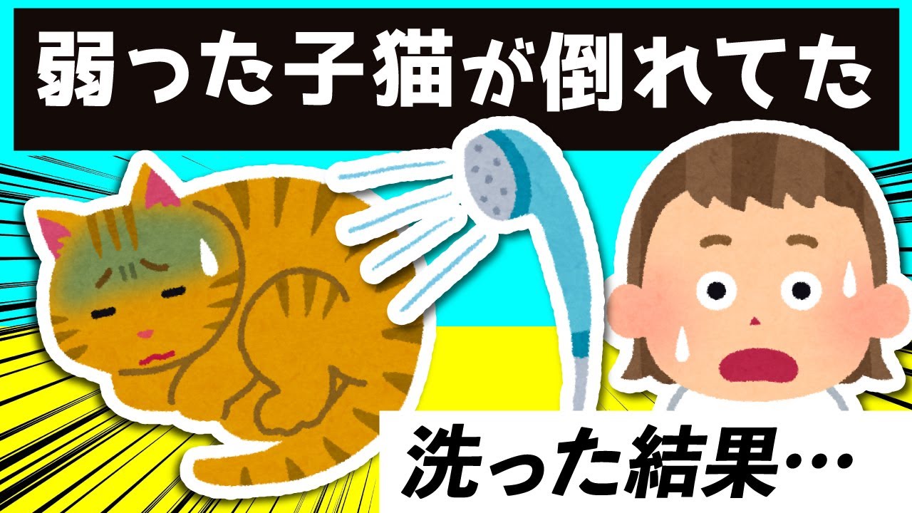 弱った子猫をお風呂に入れた結果…ｗｗｗ