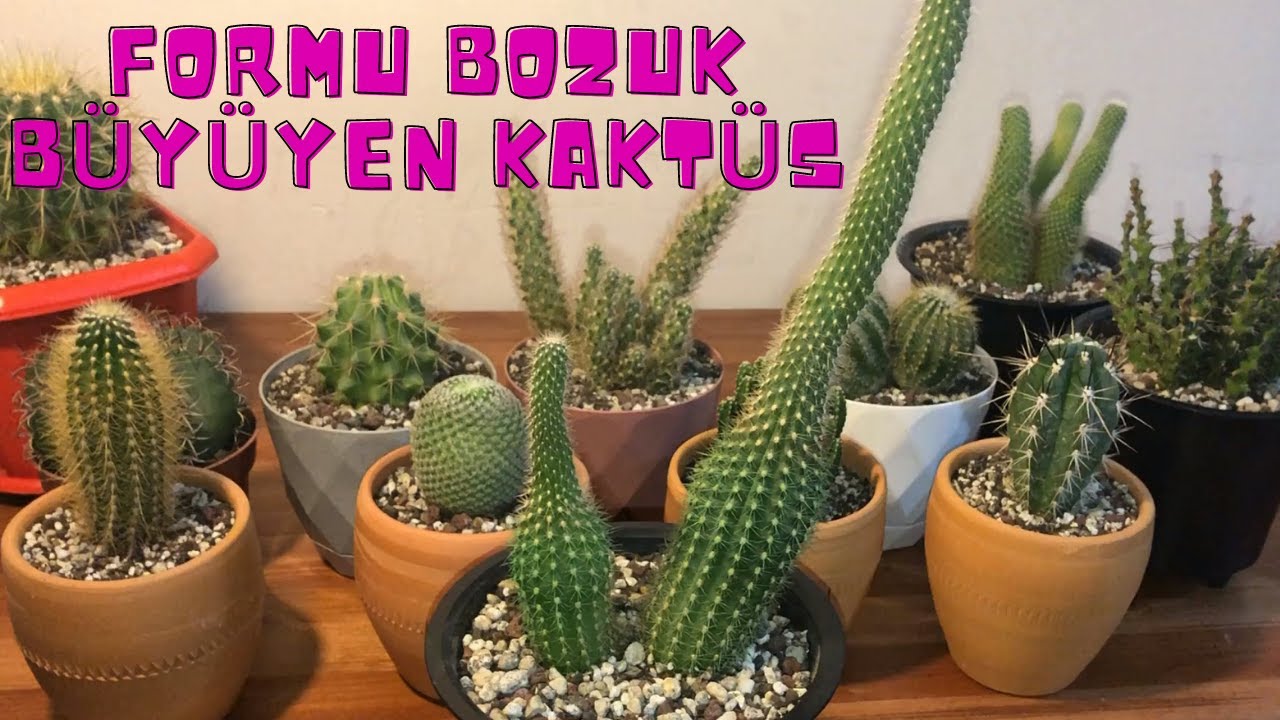 Formu Bozuk Büyüyen Kaktüsler