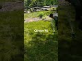 Sod installation
