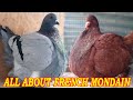 French mondain pigeon standard appearance characteristics uses and origin