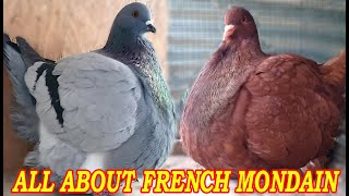 French Mondain Pigeon Standard, Appearance, Characteristics, Uses and Origin