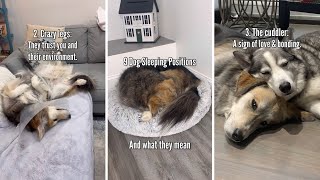 Dog Sleeping Positions And What They Mean