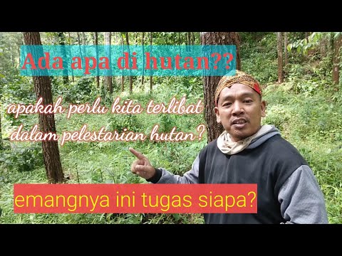 Video: Mengapa Anda Perlu Melindungi Hutan?
