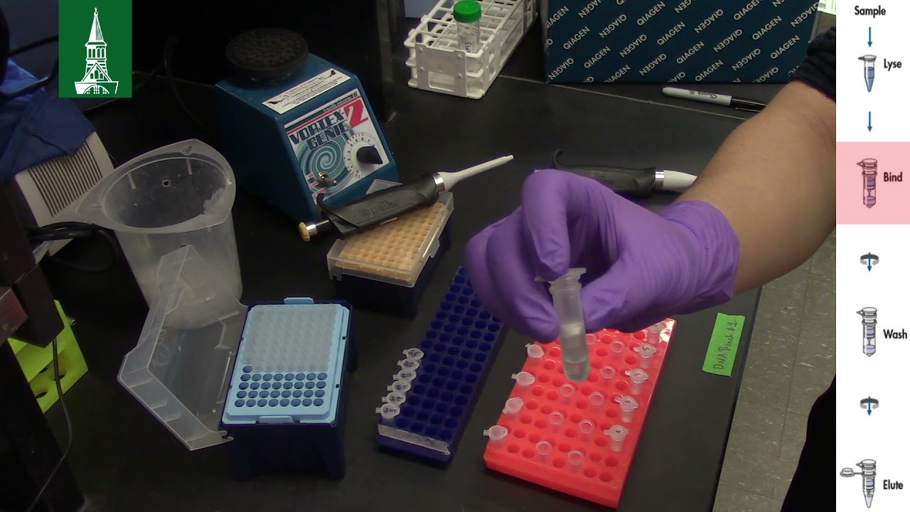 How to easily extract DNA with the QIAGEN DNeasy Blood & Tissue Kit