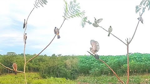 YAKIN gak pengen !! hiburan mikat burung KUTILANG liar.