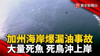 加州海岸爆漏油事故大量死魚死鳥沖上岸@globalnewstw 