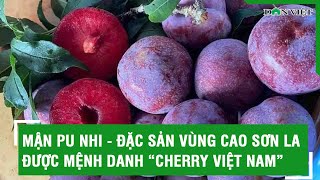 Mận Pu Nhi - đặc sản vùng cao Sơn La được mệnh danh “cherry Việt Nam”