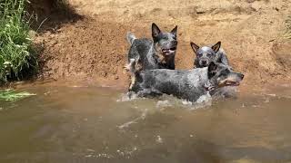55 seconds of heelers on the river by Валерия Липкина 469 views 2 years ago 57 seconds