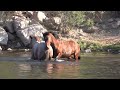 Wild Stallion River Fight - Mark Storto Nature Clips