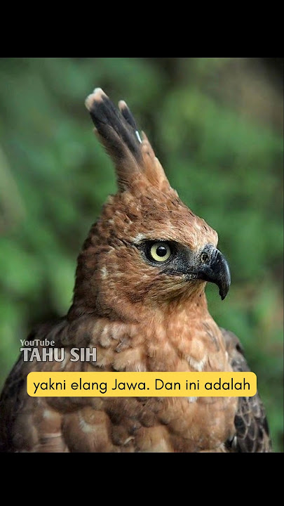 Penampakan Wujud Asli Burung Garuda, Simbol Negara Indonesia #shorts #eagles